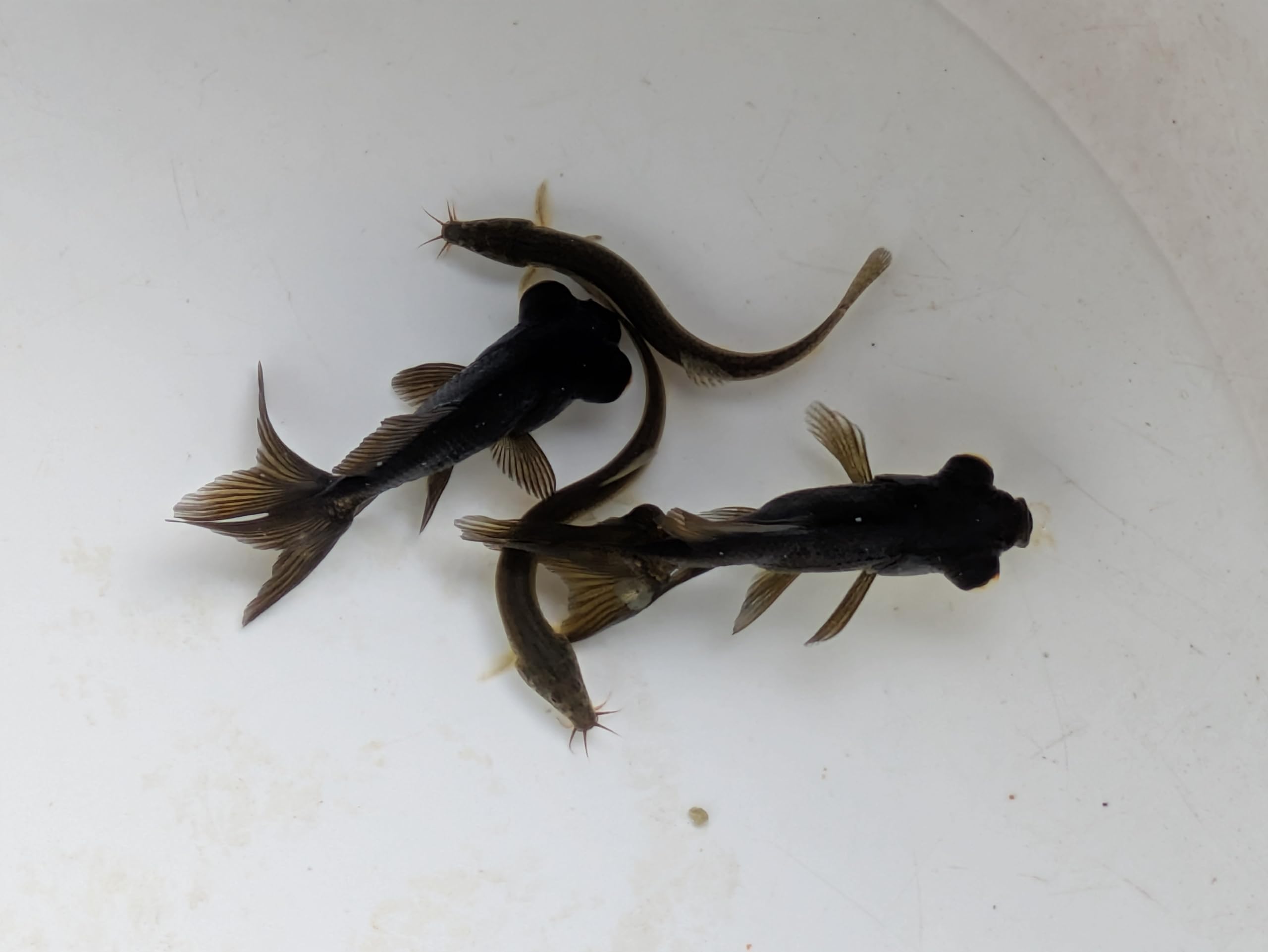 Amazon | 【生体 名生園】金魚 出目金（でめきん）若魚Sサイズ